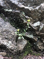 Draba petrophila