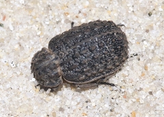 Omorgus scabrosus