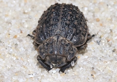 Omorgus scabrosus