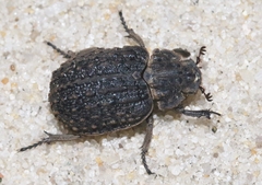 Omorgus scabrosus