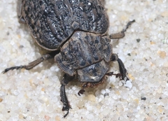 Omorgus scabrosus