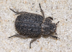 Omorgus scabrosus