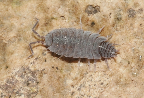 Representative image of Porcellionidae