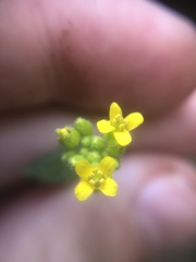 Draba petrophila