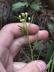 Baccharis thesioides