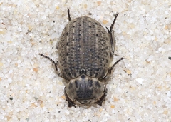 Omorgus scabrosus