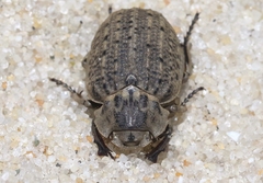 Omorgus scabrosus