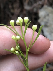 Baccharis thesioides