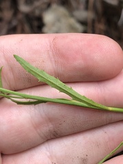 Baccharis thesioides