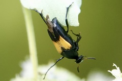 Macrosiagon dimidiata