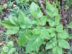 Angelica californica