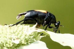 Macrosiagon dimidiata