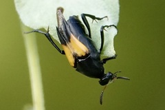 Macrosiagon dimidiata