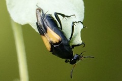 Macrosiagon dimidiata