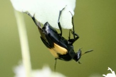 Macrosiagon dimidiata