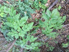 Angelica californica