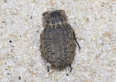 Omorgus scabrosus