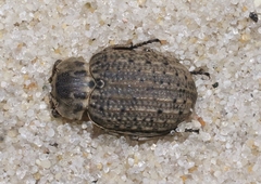 Omorgus scabrosus