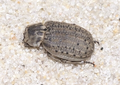 Omorgus scabrosus