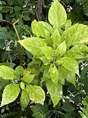 Brugmansia suaveolens