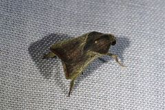 Dasycnemia obliqualis