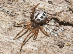 Enoplognatha marmorata