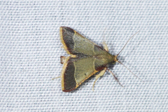 Hypsopygia amoenalis
