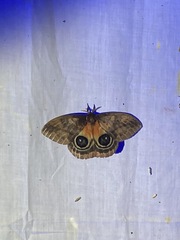 Automeris postalbida