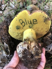 Butyriboletus querciregius