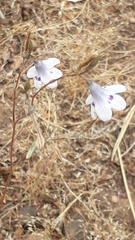 Conanthera campanulata