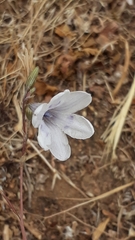 Conanthera campanulata