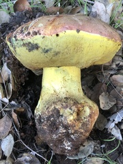 Butyriboletus querciregius