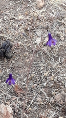 Conanthera campanulata