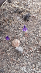 Conanthera campanulata