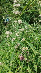 Hyptis lappacea