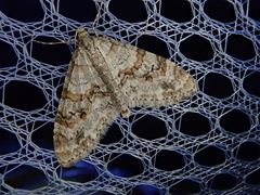 Trichopteryx fastuosa