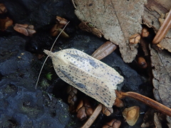 Acleris longipalpana