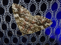 Pseuderannis amplipennis