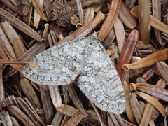 Trichopteryx grisearia