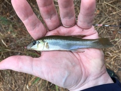 Fundulus seminolis