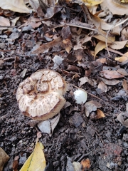 Agaricomycetes