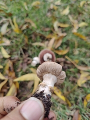 Agaricomycetes