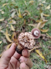 Agaricomycetes