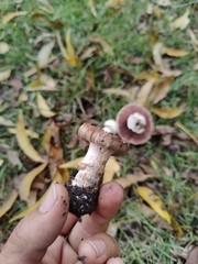Agaricomycetes