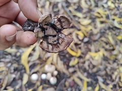 Agaricomycetes