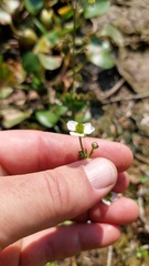 Echinodorus longiscapus