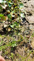 Echinodorus longiscapus