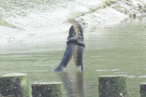 Common Water Monitor, Pasir Ris, photo 8 of 10