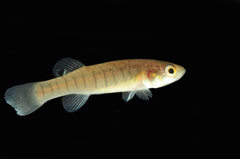 Fundulus confluentus
