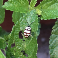 Alagoasa decemguttata